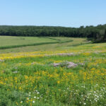 Prairie strips in agricultural field.